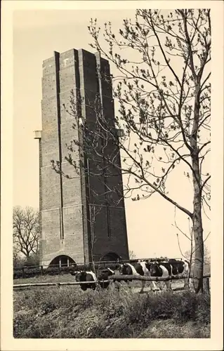 Ak Hohenkirchen Wangerland, Blick zum Turm, Kühe weiden