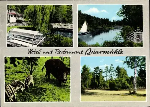 Ak Habighorst in Niedersachsen, Hotel Quarmühle, Wildschwein Rotte, Landschaft