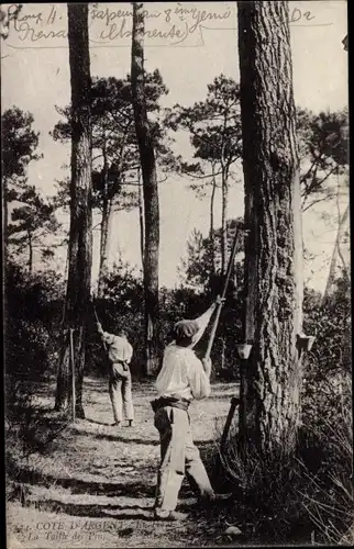 Ak Gironde Frankreich, Cote d'Argent, En Foret, La Taille des Pins