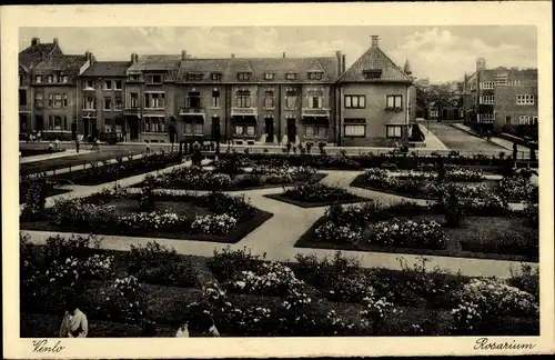 Ak Venlo Limburg Niederlande, Rosarium