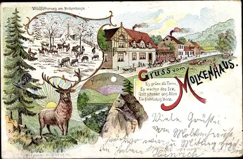 Litho Bad Harzburg am Harz, Gasthof Molkenhaus, Wildfütterung, Muxklippe