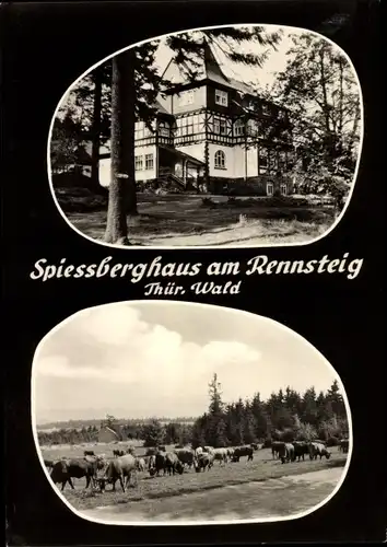 Ak Friedrichroda im Thüringer Wald, Hotel-Berggasthof "Spießberghaus", Kühe