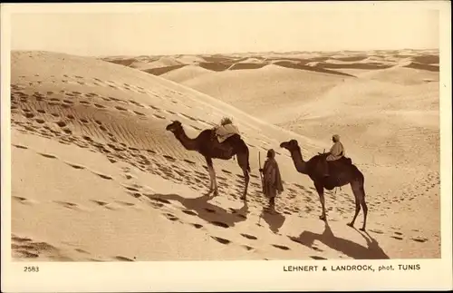 Ak Paysages d'Orient, Au desert, Kamele, Maghreb