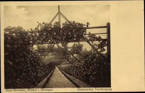 Ak Oestrich Winkel am Rhein Rheingau, Sommerhaus Brentano, Historischer Traubengang