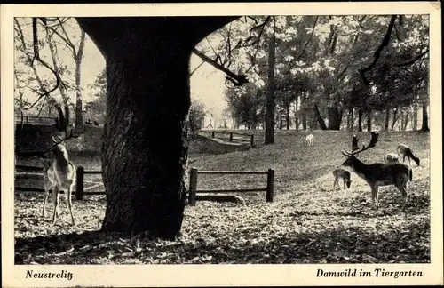 Ak Neustrelitz in Mecklenburg, Damwild im Tiergarten