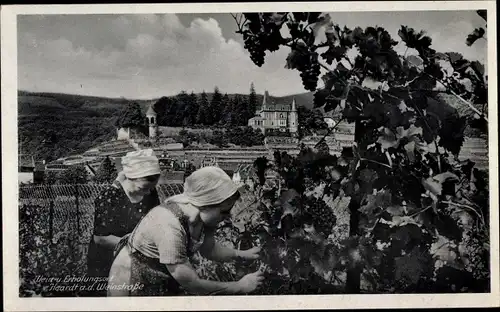 Ak Frauen bei der Weinernte, Weingut im Hintergrund, Haardt Neustadt an der Weinstraße