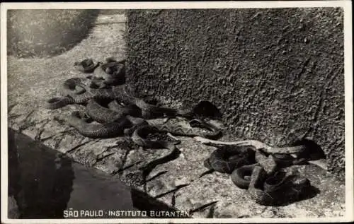 Foto Ak São Paulo Brasilien, Instituto Butantan, Schlangen