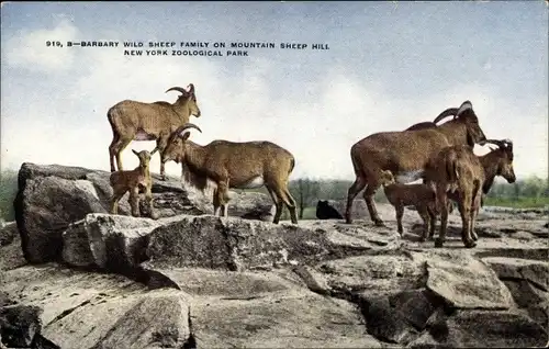 Ak New York City USA, B-Barbary wild Sheep Family on Mountain Sheep Hill, Zoological Park