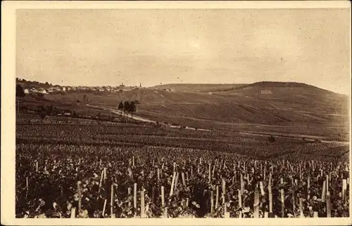 Ak Reims Marne, Champagne Pommery & Greno,vignoble de Cramant, premier Crû des raisins blancs