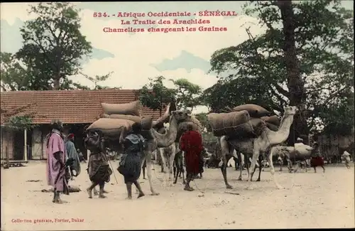 Ak Senegal, La Traite des Arachides, Kamele transportieren Erdnüsse