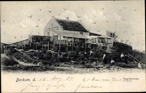 Ak Nordseebad Borkum in Ostfriesland, Restauration, Vogelkolonien