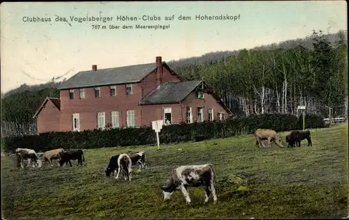 Ak Breungeshain Schotten in Hessen, Hoherodskopf, Clubhaus des Vogelsberger Höhen-Club, Kühe