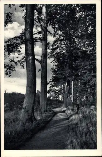 Ak Krefeld am Niederrhein, In der Veerd, Wanderweg, Bäume, Landschaft