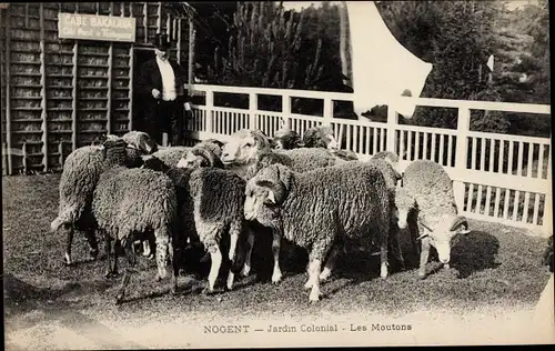 Ak Nogent, Jardin Colonial, Les Moutons