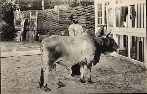 Ak Nogent, Jardin Colonial Zebu, Boeuf a bosse