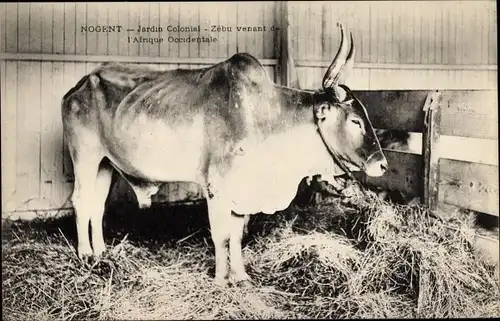 Ak Nogent, Jardin Colonial, Zebu venant de l'Afrique Occidentale