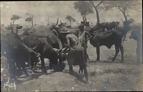 Ak Afrika, Rinderherde, Mann, Junge