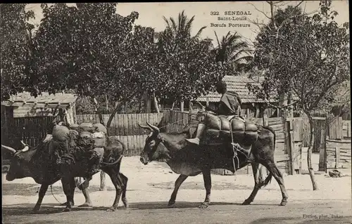 Ak Saint Louis Sénégal Senegal, Boeufs Porteurs