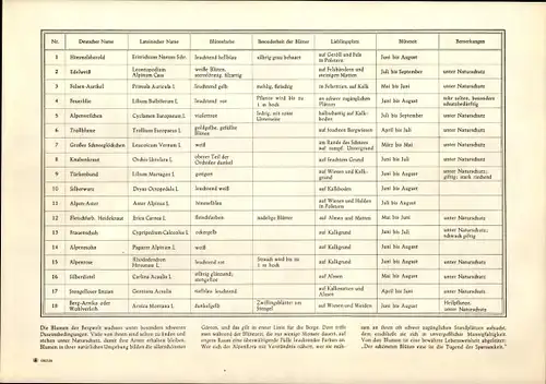 Stundenplan Künstler Herta, Blumen, Orchideen, Rosen, Sparkassen Verlag, um 1950