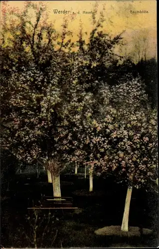 Ak Werder an der Havel, Baumblüte