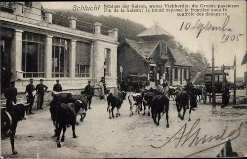 Ak Schlucht Vosges, Schluss der Saison, Vieherden passieren die Grenze