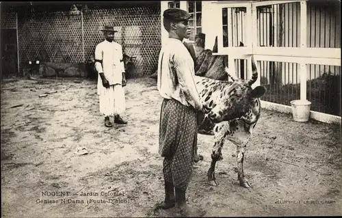 Ak Nogent, Jardin Colonial, Génisse N'Dama, Fouta Djalon