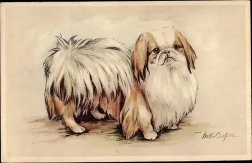 Künstler Ak Pekingese, Hundeportrait