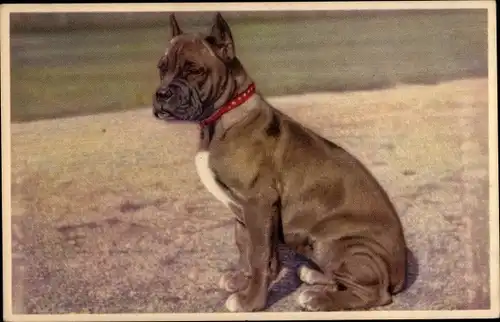 Ak Hundeportrait, Boxer, sitzender Hund mit Halsband