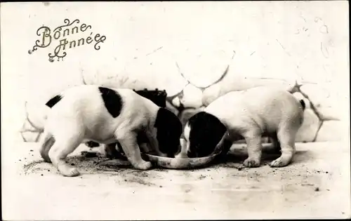 Ak Glückwunsch Neujahr, Bonne Année, Hundewelpen, junge Hunde am Futternapf