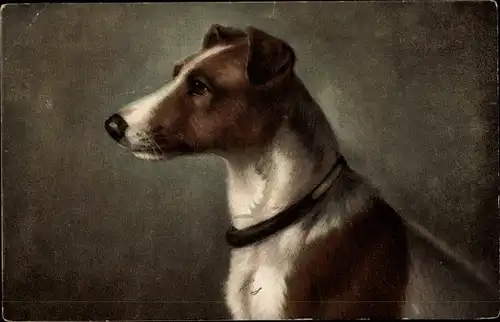 Ak Hund, Portrait im Profil