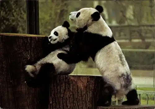 Ak Berlin Tiergarten, Zoologischer Garten, spielende Pandas