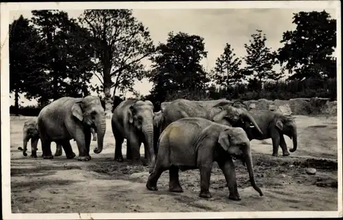 Ak Hamburg Eimsbüttel Stellingen, Carl Hagenbecks Tierpark, Elefanten Freisichtanlage