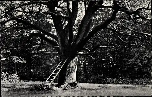 Ak Gremsmühlen Malente in Ostholstein, Bräutigamseiche