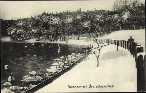 Ak København Kopenhagen Dänemark, Svanerne i Örstedsparken, Winter