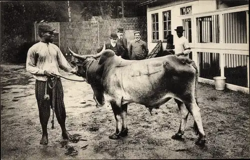 Ak Nogent, Jardin Colonial Zebu, Taureau a bosse