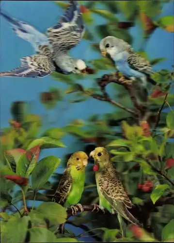 3 D Ak Grüne und blaue Wellensittiche