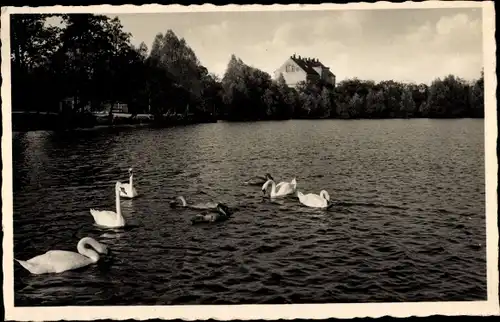 Ak Strzelce Krajenskie Friedeberg in der Neumark Ostbrandenburg, Partie am Obersee, Schwäne