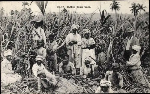 Ak Jamaika, Cutting Sugar Cane, Zuckerrohrernte