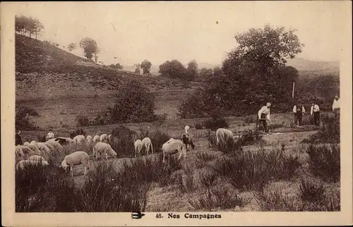 Ak Nos Campagnes, Schafe auf der Weide