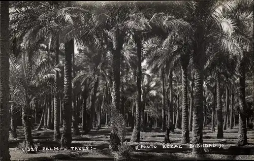 Foto Ak Bagdad Irak, Palm Trees, Palmen