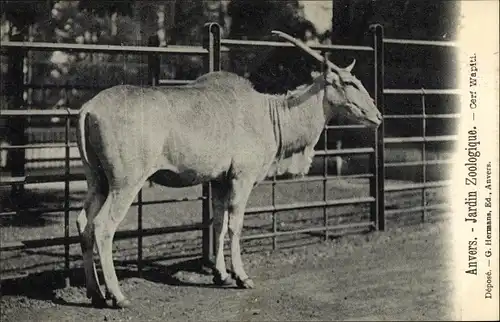 Ak Anvers Antwerpen Flandern, Jardin Zoologique, Cerf Wapiti