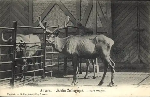 Ak Anvers Antwerpen Flandern, Jardin Zoologique, Cerf Wapiti