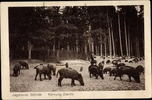 Ak Göhrde in Niedersachsen, Wildschweingehege, Jagdrevier Göhrde, Körnung Zienitz