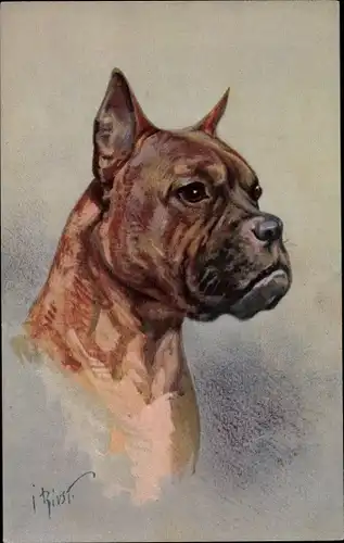Künstler Ak Boxer, Hundeportrait