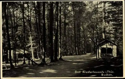 Ak Bad Klosterlausnitz in Thüringen, Buchen, Waldpartie