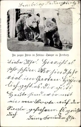 Ak Bernburg an der Saale Salzlandkreis, Junge Bären im Schloss Zwinger