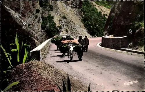 Ak Blida Algerien, Gorges de la Chiffa, Lastentieren auf der Strasse