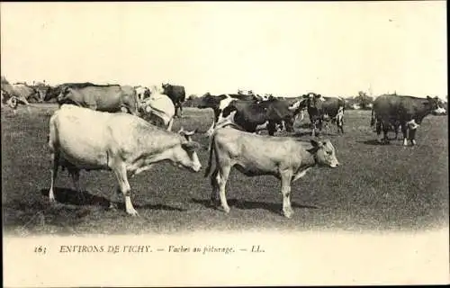 Ak Allier, Environs de Vichy, Vaches au paturage