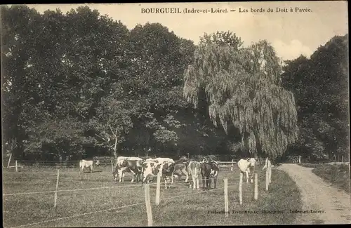 Ak Bourgueil Indre et Loire, Les bords du Doit a Pavée, Kuhweide