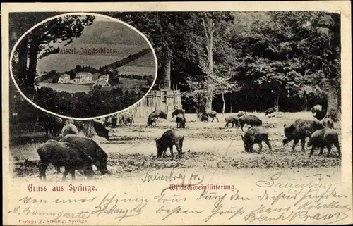 Ak Springe am Deister, Kaiserliches Jagdschloss, Wildschweinfütterung